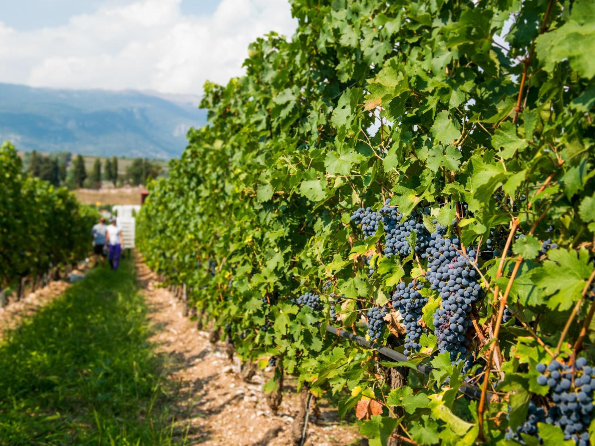 Tenuta La Presa Caprino Veronese Dış mekan fotoğraf